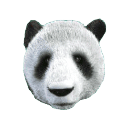 WILD GIANT PANDA